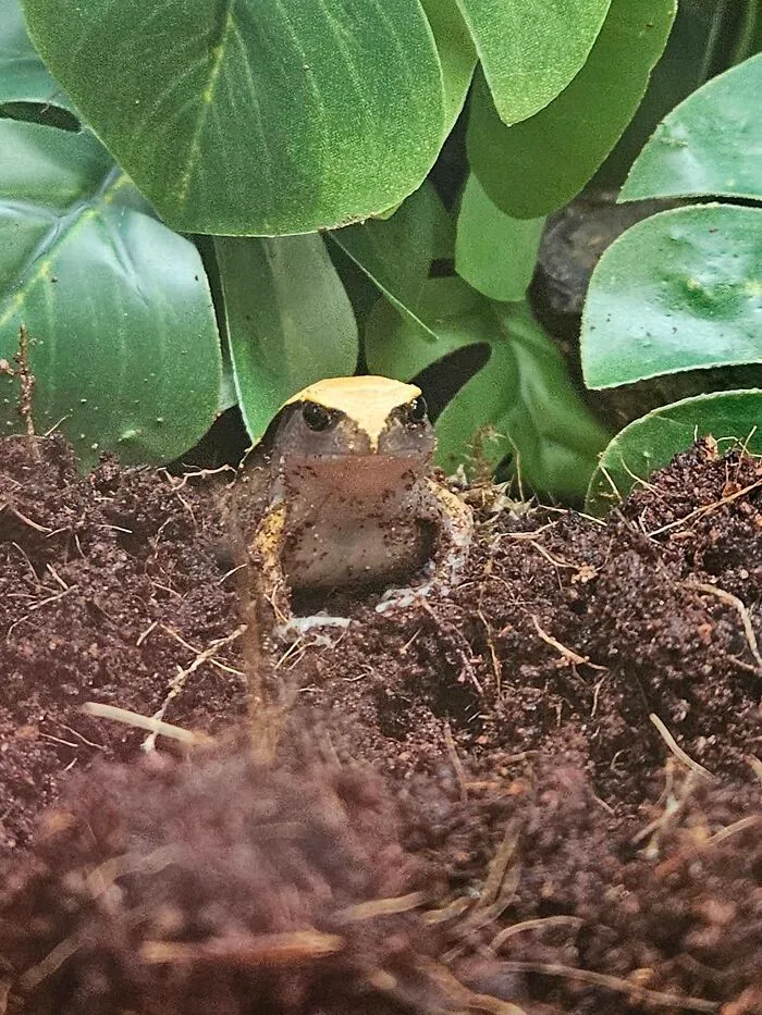I Disturbed Him, Clearly