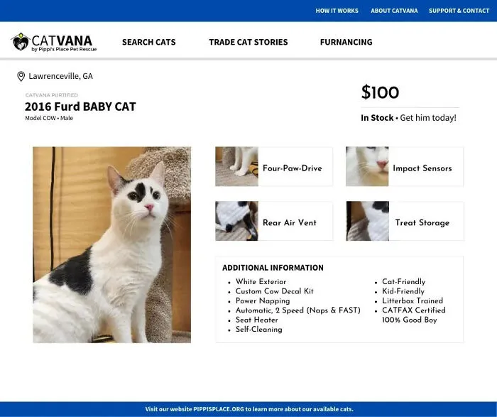 These 12 Shelter Cats Are Advertised As Cars For Sale, And The Result Is Hilarious