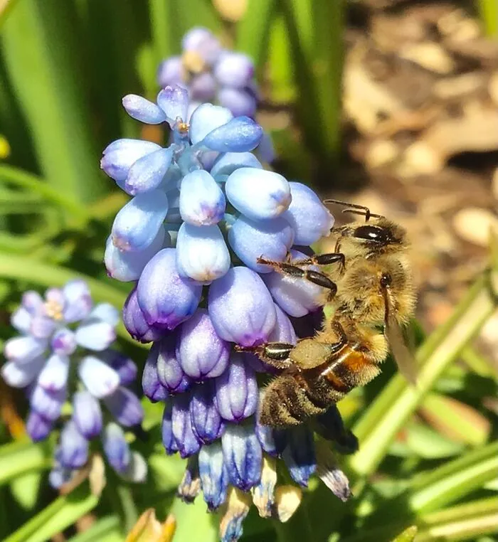 I Love Bees
