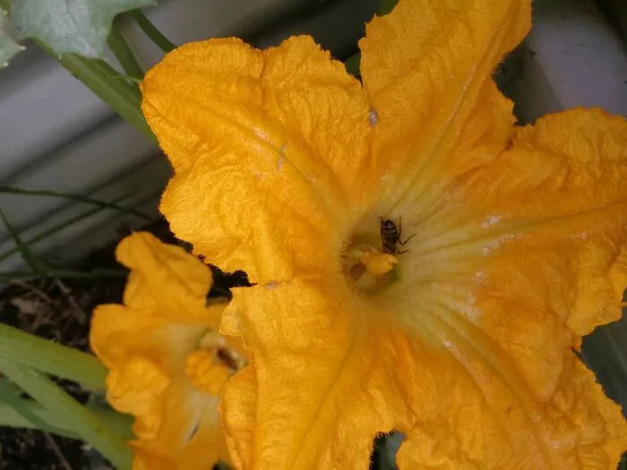 Zucchini Blossoms