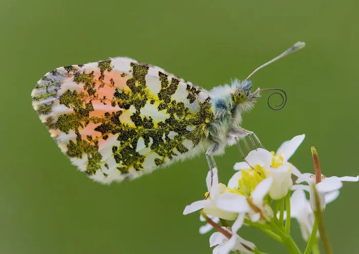 Photograph By  Sarah Perkins/Royal Entomological Society