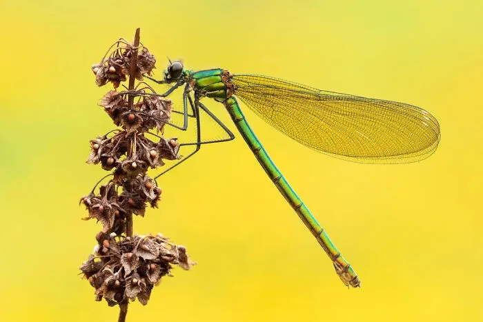 Photograph By  Bailey Carswell-Morris/Royal Entomological Society