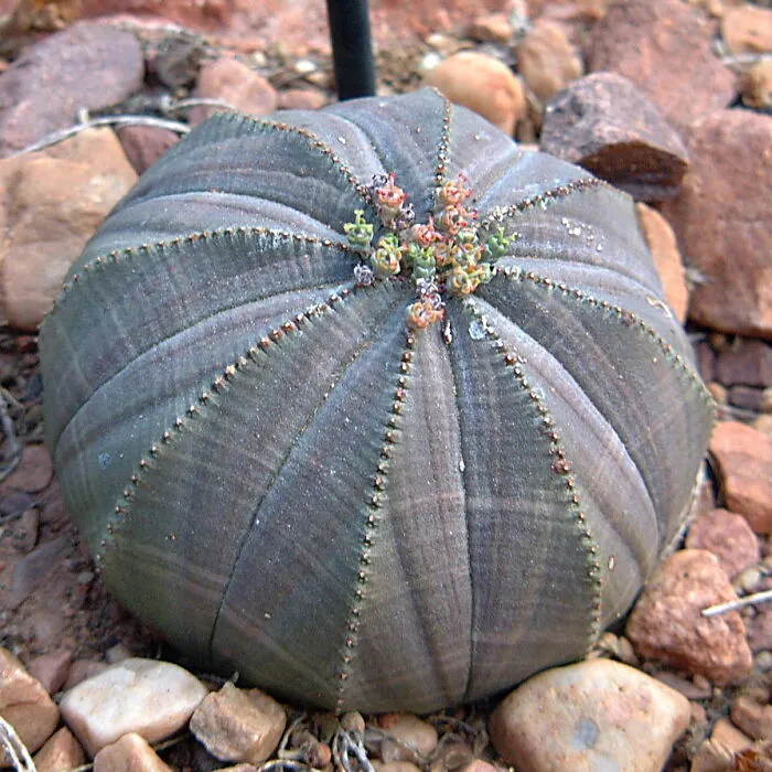 Baseball Plant (Euphorbia Obesa)