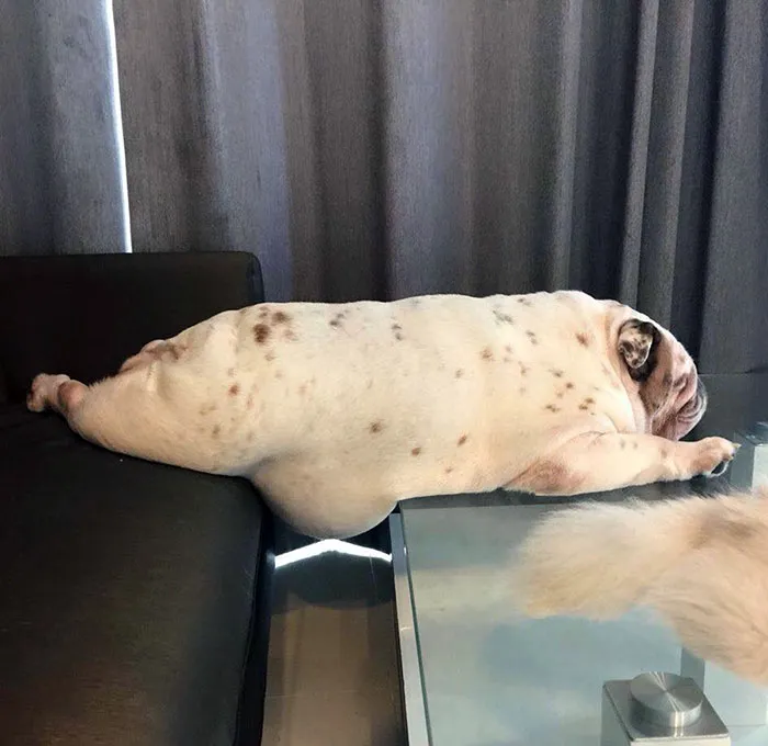 A Cute Burrito
