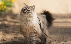 Hey Pandas, Share A Picture Of Your Pet Enjoying Nature (Closed)