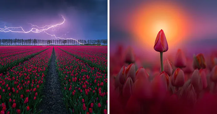 27 Photos Of Tulips In The Netherlands That I Took (New Pics)