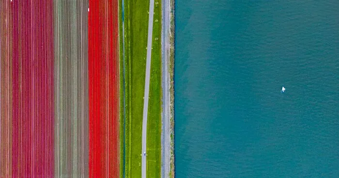 27 Photos Of Tulips In The Netherlands That I Took (New Pics)