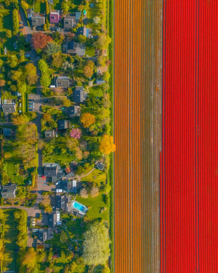 27 Photos Of Tulips In The Netherlands That I Took (New Pics)