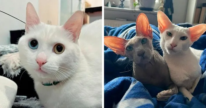 30 Unique Cat Breeds That Stand Out From The Crowd