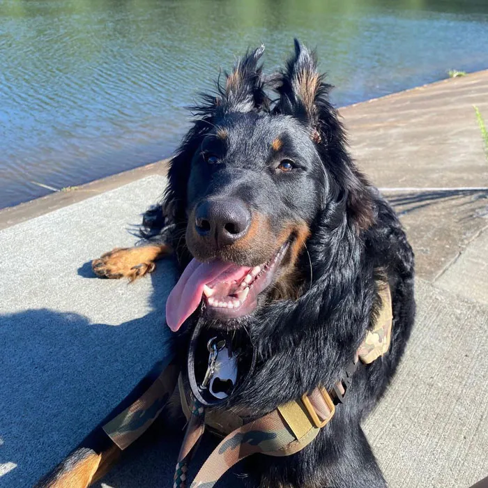 Beauceron