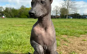 Here's A List Showing 30 Of The More Rare And Extraordinary Dog Breeds