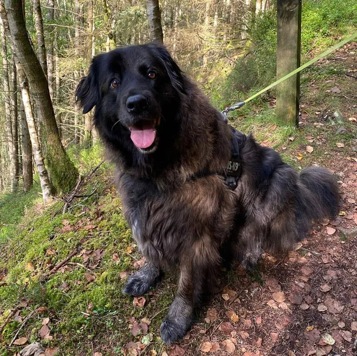 Estrela Mountain Dog