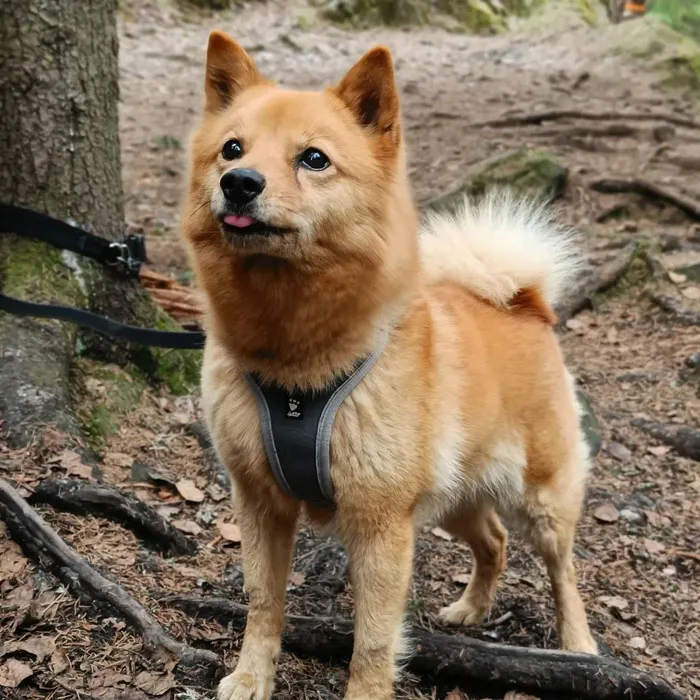 Finnish Spitz