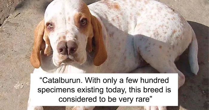 Here's A List Showing 30 Of The More Rare And Extraordinary Dog Breeds