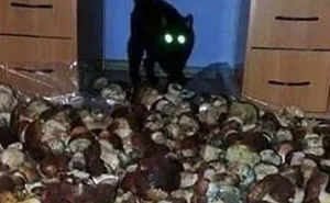 41 Cursed Images We Don’t Advise To Check Before Sleep