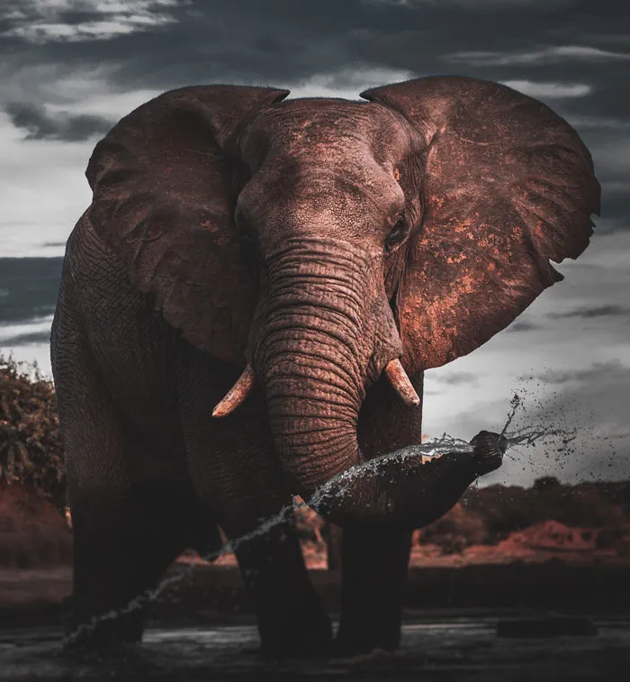 Elephant splashing water outside 