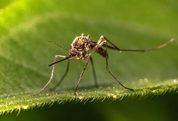 mosquito on a green leaf 