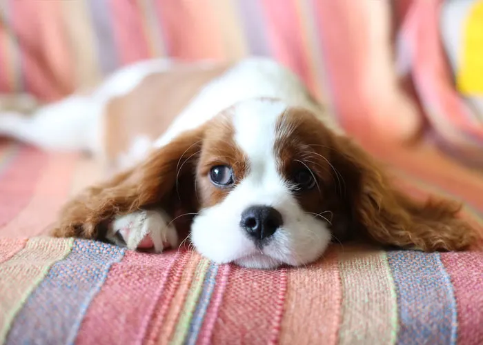 “What Is The Weirdest Rule You Had To Follow While A Guest At Someone’s House?” (40 Answers)