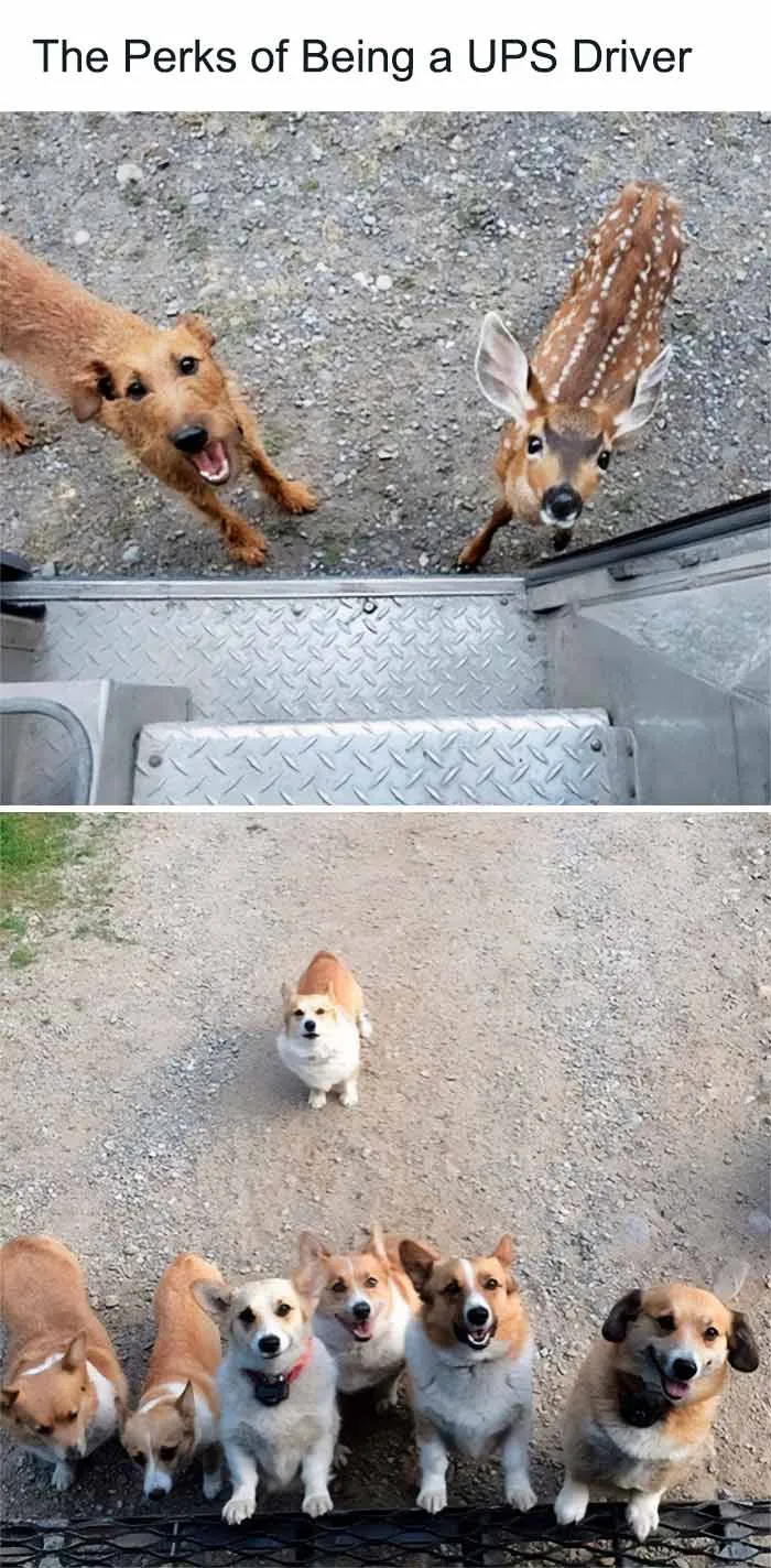 If The World Feels Like A Terrible Place, These 50 Wholesome Pics And Memes Might Cheer You Up