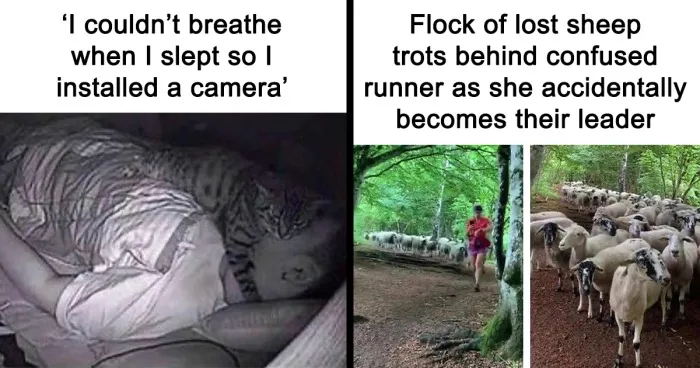 If The World Feels Like A Terrible Place, These 50 Wholesome Pics And Memes Might Cheer You Up