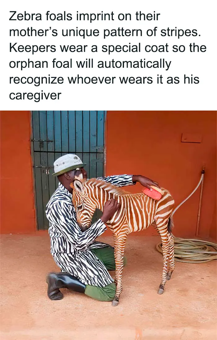 50 Positive And Wholesome Pieces Of News Shared On This IG Page That Might Make Your Day (New Pics)