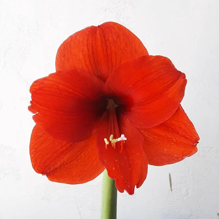 Single Amaryllis Bloom