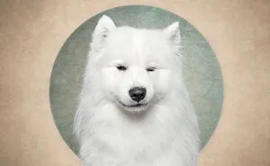 My 20 Humorous Photos Of Dogs And A Guilty-Looking Cat That Might Make You Chuckle