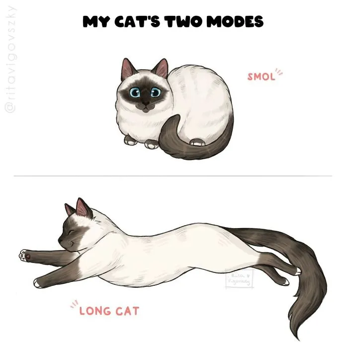 Artist Illustrates What Everyday Life With Her Cat Is Like (30 New Pics)