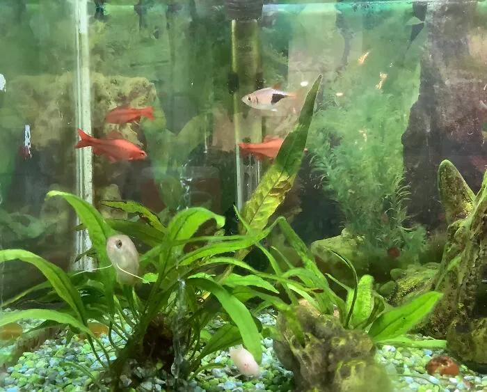 Blub Blub