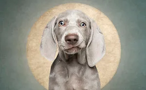 My 20 Humorous Photos Of Dogs And A Guilty-Looking Cat That Might Make You Chuckle