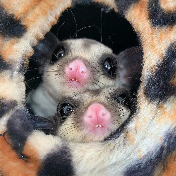 Those Teeth