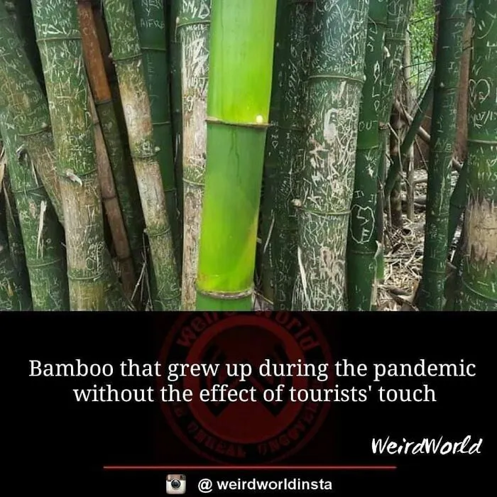 Weird-World-Pics
