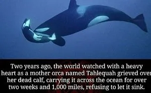 Weird World: 50 Amazing Facts From This Instagram Page To Satisfy Your Curiosity