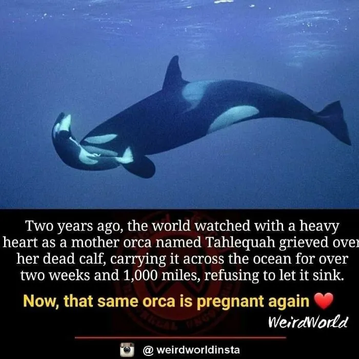 Weird-World-Pics
