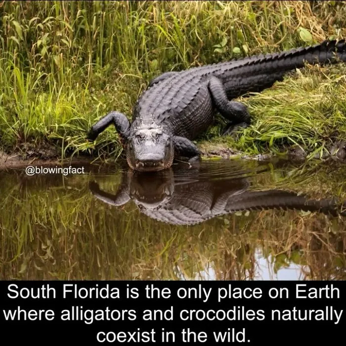 This Instagram Account Shares Fascinating Fun Facts You Probably Didn’t Learn In School, Here Are 50 Of Their Best Posts