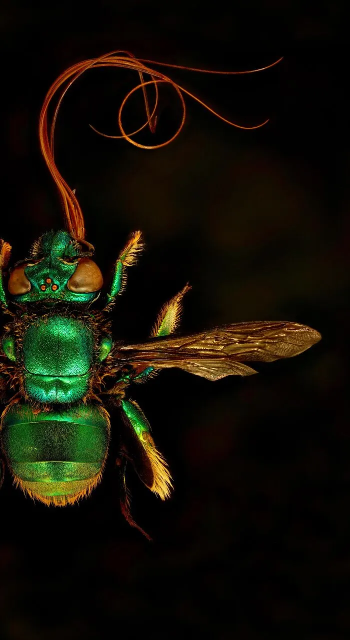 Orchid Bee - Han Yang Xue