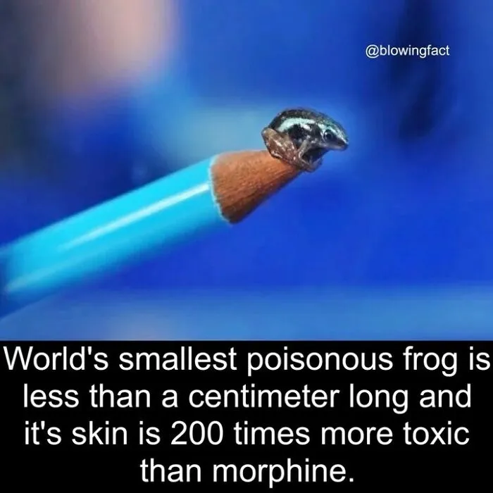 This Instagram Account Shares Fascinating Fun Facts You Probably Didn’t Learn In School, Here Are 50 Of Their Best Posts