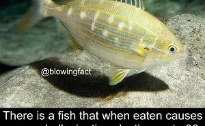 This Instagram Account Shares Fascinating Fun Facts You Probably Didn’t Learn In School, Here Are 50 Of Their Best Posts