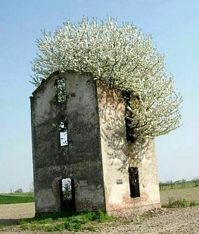 Abandoned. Let Nature Take Over