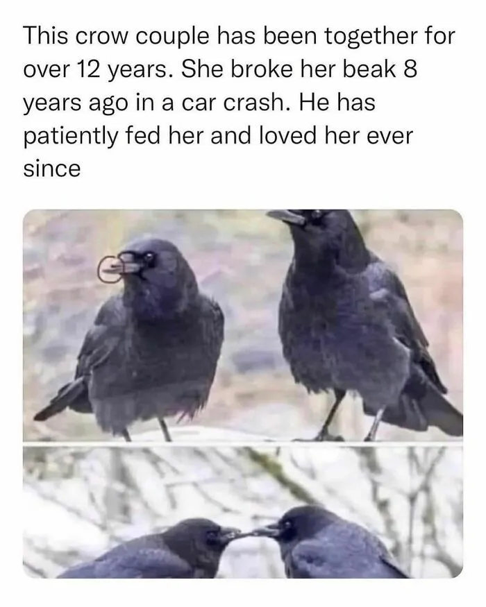 If The World Feels Like A Terrible Place, These 50 Wholesome Pics And Memes Might Cheer You Up