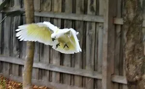 Post A Bird