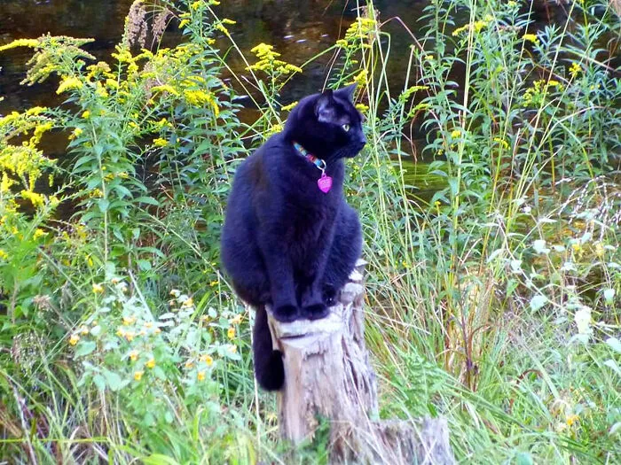 Cleveland Just Chilling On His Lookout Post!