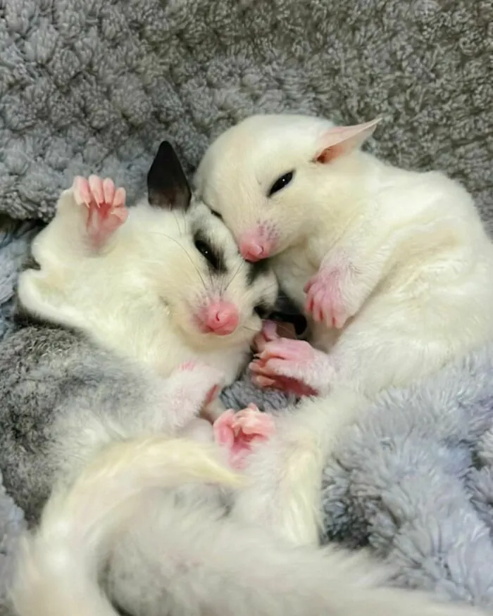 Two Little Besties