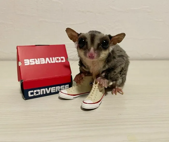 Bought Me A Handsome Converse