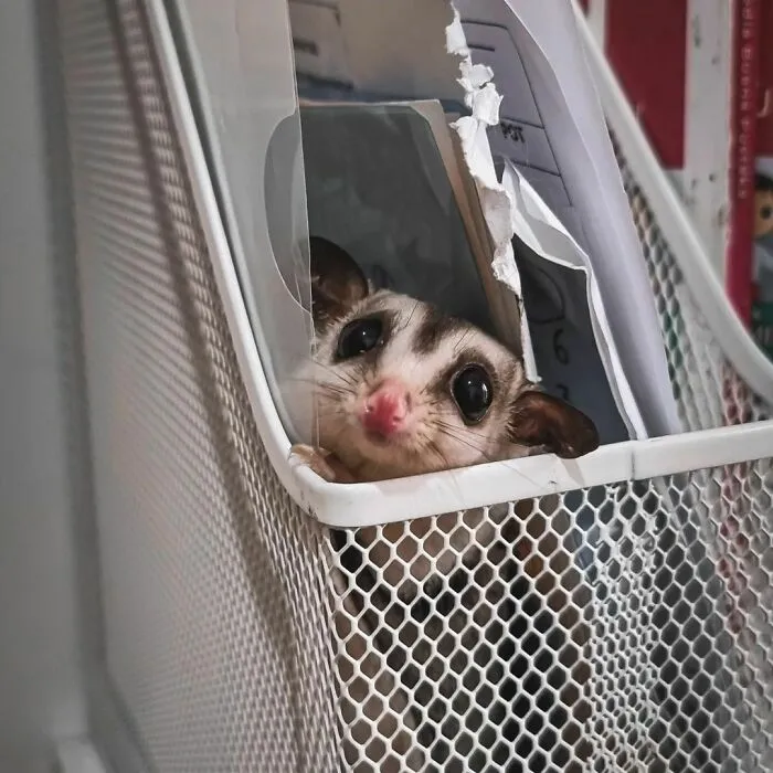 Peek A Boo