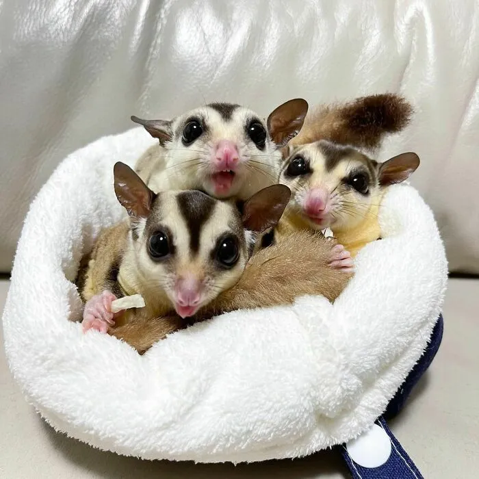 Cute Sugar Glider Family