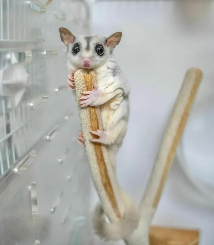 Cute Sugar Glider