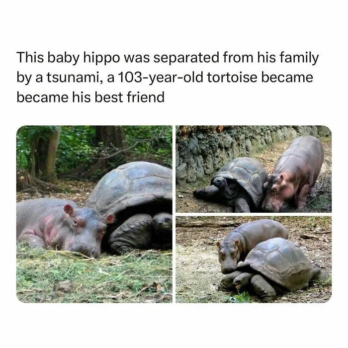 If The World Feels Like A Terrible Place, These 50 Wholesome Pics And Memes Might Cheer You Up