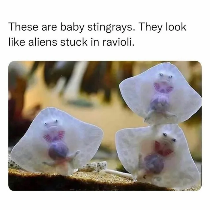 If The World Feels Like A Terrible Place, These 50 Wholesome Pics And Memes Might Cheer You Up