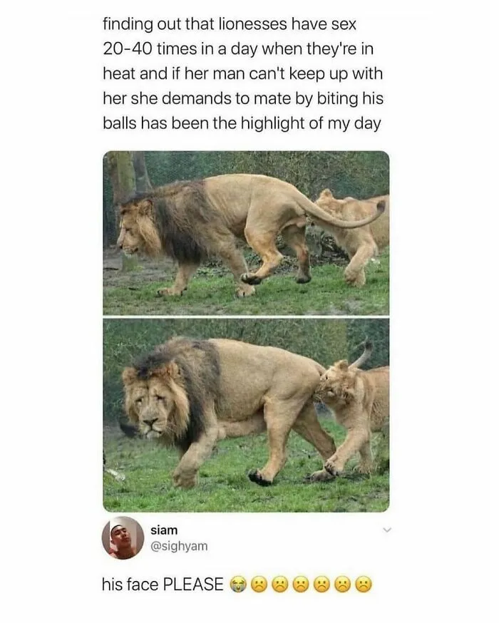 If The World Feels Like A Terrible Place, These 50 Wholesome Pics And Memes Might Cheer You Up